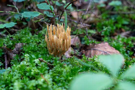 Yellow coral mushroom (Ramaria flava) in forest