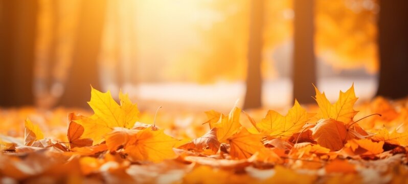 autumn landscape with yellow leaves backdrop background
