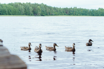 Group of ducks gracefully gliding across calm lake near land on summer day, creating tranquil scene in non-urban area.