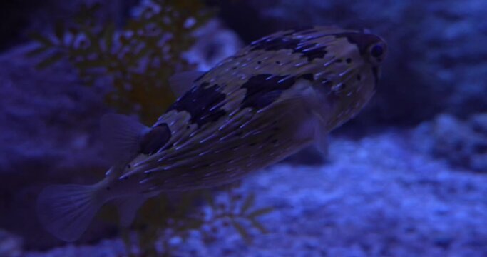 The swimming long-spine porcupinefish, scientifically known as Diodon holocanthus, is a species of porcupinefish that belongs to the family Diodontidae. |六斑二齒魨