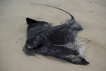 Sting Ray New Zealand
