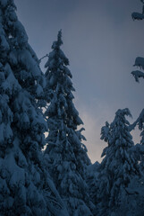 Fir trees with snowy branches in mountains in the evening