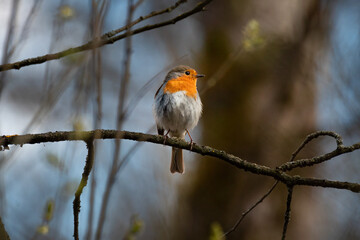 The European robin close up portrait