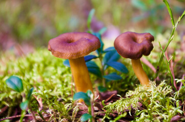 Two brown funnel chanterelles growing in green moss among lingonberry sprigs in the forest in...