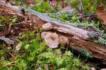 Brown funnel chanterelles growing in green moss with pine needles beside an old mossy tree branch on the ground in the forest in autumn.