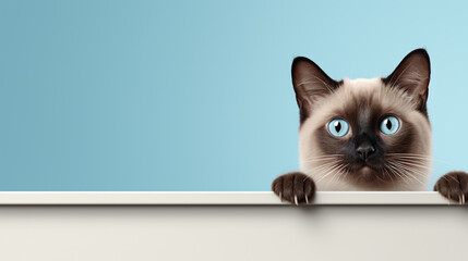 cat on a window HD 8K wallpaper Stock Photographic Image