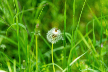 closeup of dandelion in grass