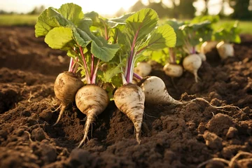 Fotobehang Crop of sugar beets in soil. Generative AI © Verena