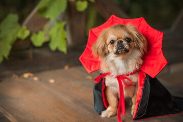 Nice little golden dog in black - red cloak. Halloween party ideas. Pets lifestyle