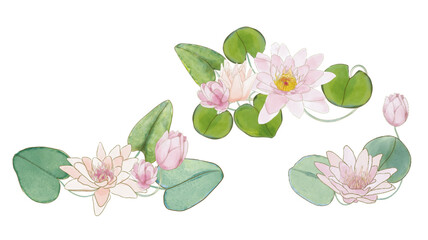 Pink lotus watercolors with transparent background individual elements to use in wallpaper, cards, labels, social networks, collage, patterns, printed wallpaper
