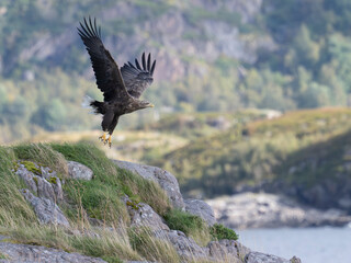 Seeadler am Trollfjord