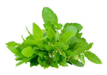 Holy basil on transparent png