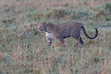 Leopard walking