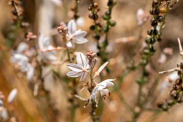 Field Flowers Macro