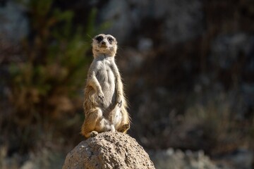 Meerkat Bodyguard