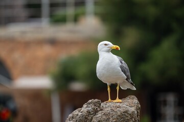 Seagull Posing