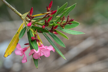 Close-up Flower
