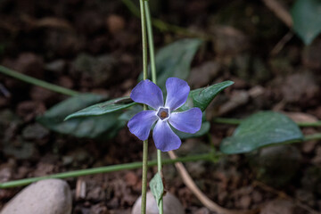 Purple Flower