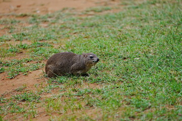 Yellow-spotted rock hyrax on African grassy field at Tsavo East National Park in Kenya