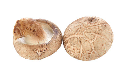 Shiitake mushroom on transparent png