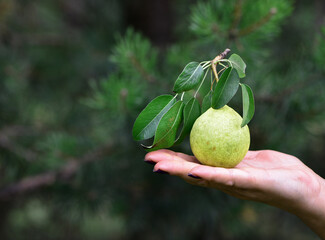 pear in hand. Hand holding fresh bio pears isolated on natural background. Organic fruit for food...