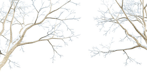Isolate snow tree branches on white bakcground