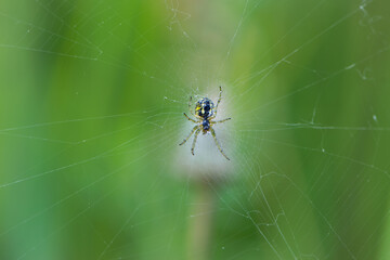 Araneus Diadematus, a European garden spider or crusader spider, sits on a web. green background, bokeh, close-up, with selective focus. they can be found in forests and gardens