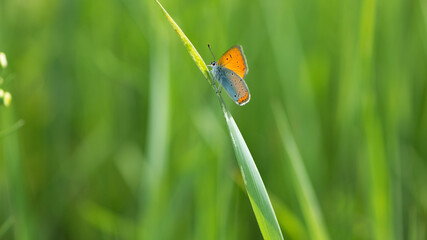 Small copper, Lycaena phlaeas. Lycaenidae, orange butterfly, insect. Perching on grass. Copper Butterfly, perched on a of field plant. macro nature, insect in the meadow. sitting in the green grass.