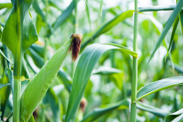 Fototapeta premium ears of corn and green leaves on a field background close-up. Corn farm. A selective focus picture of corn cob in organic corn field. concept of good harvest, agricultural
