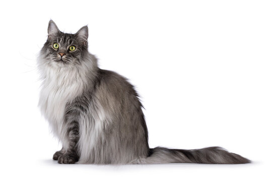 Majestic grey fluffy cat, sitting up side ways. Looking towards camera. Isolated on a white background.