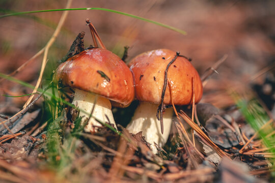 nature Boletaceae mushrooms Suillus luteus