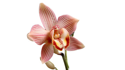 Fototapeta na wymiar Orchidée Cymbidium en pot avec transparence sans background