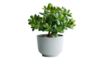 Arbre de Jade ou Crassula ovata, plante avec transparence sans background