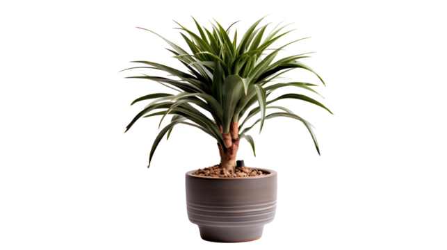 Dracaena, dragonnier ou dracéna avec transparence sans background