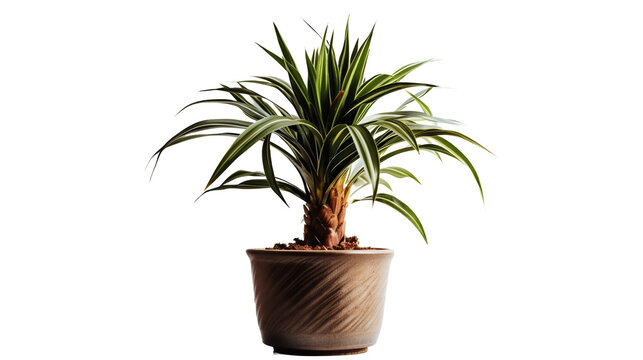Dracaena, dragonnier ou drac&eacute;na avec transparence sans background
