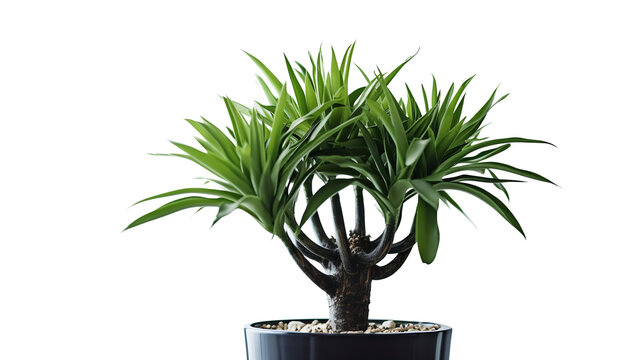 Dracaena dragonnier ou drac&eacute;na, Plante en pot avec transparence sans background