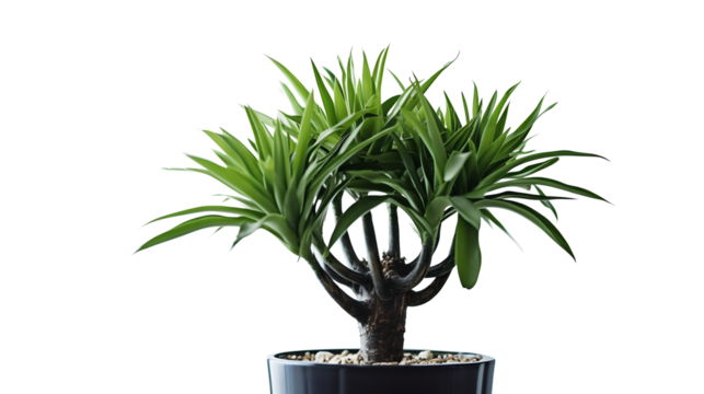 Dracaena dragonnier ou dracéna, Plante en pot avec transparence sans background