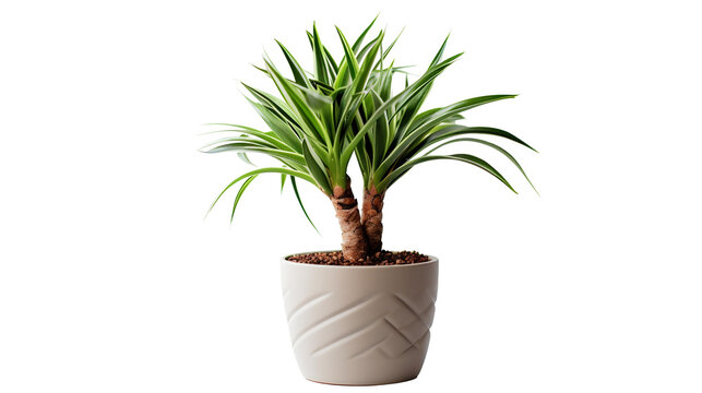 Dracaena, dragonnier ou drac&eacute;na avec transparence sans background