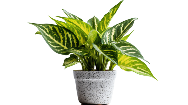 Cannes des muets (Dieffenbachia) avec transparence sans background