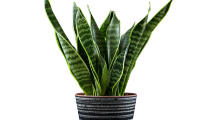 Plante Sansevieria (Sansevieria trifasciata) avec transparence sans background