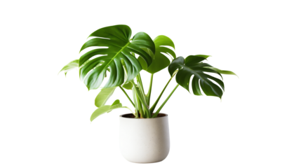 Plante Monstera (Monstera deliciosa) avec transparence sans background