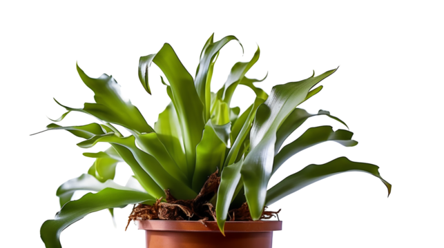 Plante Platycerium (Platycerium spp.) avec transparence sans background