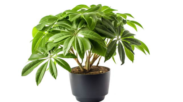 Plante Schefflera (Schefflera actinophylla) avec transparence sans background