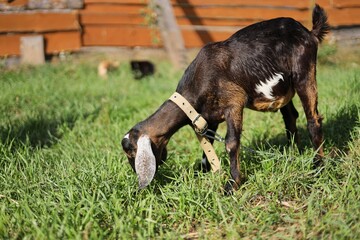 horse and foal