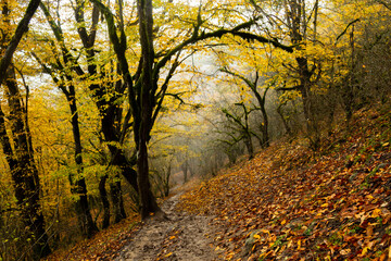 Obraz premium autumn in the forest