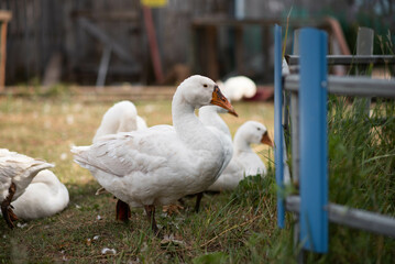 white goose on a farm