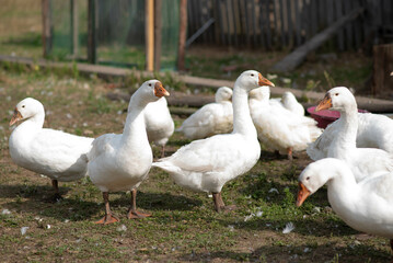 Naklejka na ściany i meble group of geese on the farm