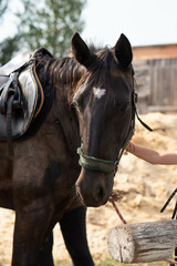 Portrait of a dark horse with a white spot on its forehead.