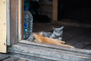 
Cats in the village. Cat and kitten. A ginger kitten and a gray cat are lying on a wooden porch. Cats in the village.