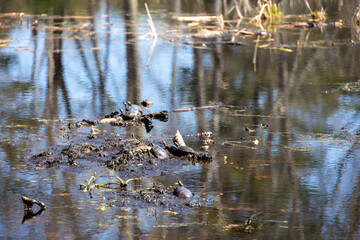 Painted Turtles (Chrysemys picta) Resting in the Mud